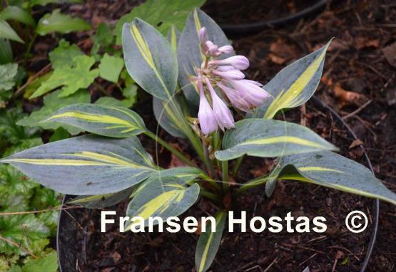 Hosta Party Popper - Fransen Hostas